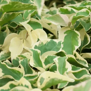 Bougainvillea Spectabilis Plant - Vine - 1 Feet Tall - Orange Bracts - 6" Pot