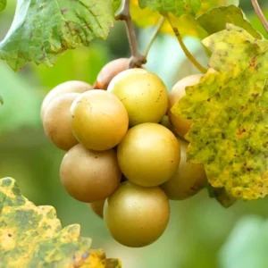 Early Fry Muscadine Grape Vine - 2 Bare Root Live Plants - 2 Year Old - 1-2ft Tall