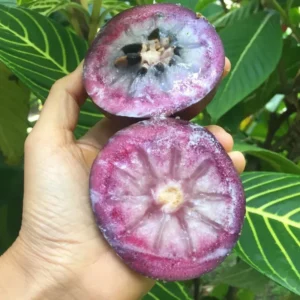 Caimito Tree Star Apple Fruit Tree - 2 Feet Tall Plant in 6