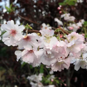 Autumnalis Rosea Cherry Tree - Winter Flowering Plant - 2-3 Feet Tall