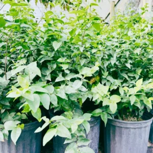 Surinam Cherry Tree - 3 Feet Tall - 3 Gallon Pot - Sweet and Tart Fruits - Not Ship CA