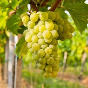 Niagara Grape Vine - Bare Root Live Plant - White Grape - Preorder Now