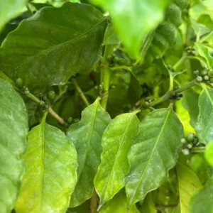 Coffee Tree Plant - Premium 3 Gallon Size - Garden Ready Tree - Not Ship CA