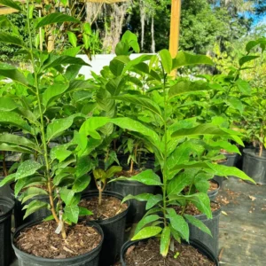 Red Sugar Apple Tree 3 Gallon 2 to 3 feet - Healthy, High Yield - Home Garden Ready - Not Ship CA