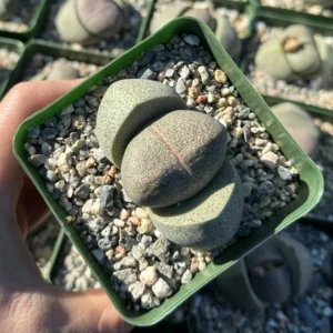 Split Rock Living Rock Pleiospilos Nelii Succulent - 3.5