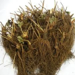 San Andreas Strawberry Plants - 5 Day Neutral Everbearing Plants - Large Strawberries