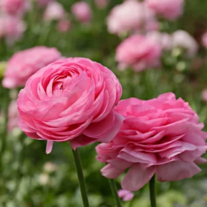 Ranunculus Pink Shade Bulbs - 25 Jumbo Flower Bulbs - Buy 5 Get 1 Free - Pink
