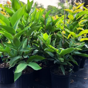 Red Wax Jambu Tree - Live Plant - 3 Gallon 2 to 3 Feet - Home Garden Ready - Not Ship CA