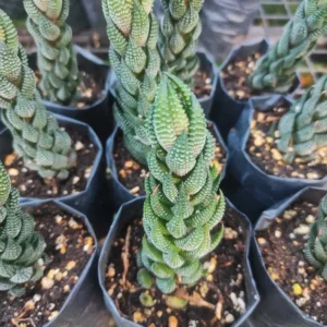 Haworthia Coarctata Plant - 2.5 Inch Potted Succulent - Hand Picked