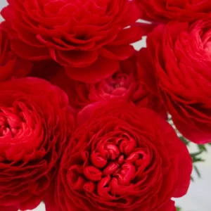 Ranunculus Red Shade Bulbs - Buy 4 Get 1 Free Jumbo Size Flower Bulbs
