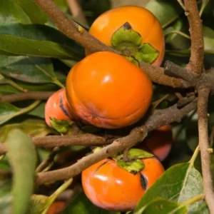 Coffeecake Persimmon Tree - Grafted Fruit Tree - 3-4 ft - 3 Gallon Pot