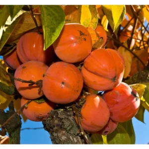 Giant Fuju Persimmon Tree - Grafted Tree - 3-4 ft Tall - 3 Gal Pot - Fall Harvest