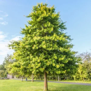Pin Oak Tree - 2-3' Live Bareroot Plants - Pyramidal Shape - Fall Color