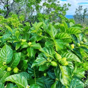 Noni Plant Live Plant - 1 to 2 ft Tall - in 3 Gal Pot