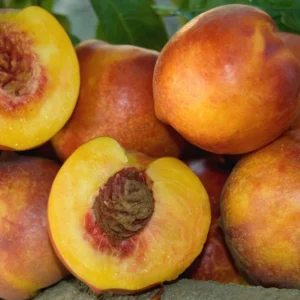 Nectarine Double Delight Tree - 3 ft Tall - Live Plant in 3 gal Pot