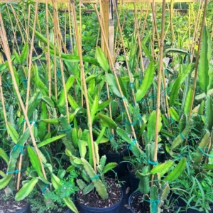 White Dragon Fruit Tree - 3 Gal Size - 2 to 3 feet - Not Ship CA