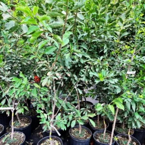 Plum Tree Mariposa - 3 Gallon 3 Feet Sweet Fruit Tree - Home Garden Ready - Not Ship CA