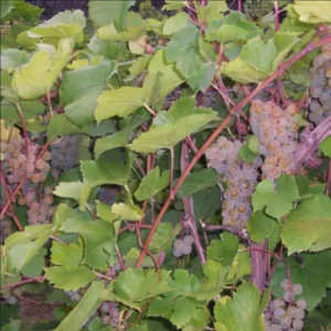 St. Pepin Grape Vine - 2 Bare Root Live Plant April Shipping - White Grape for Wine & Table