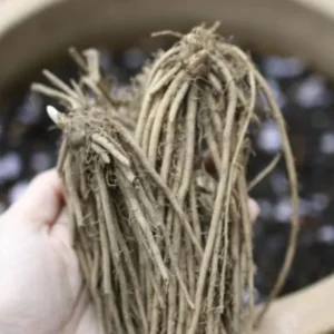 Purple Passion Asparagus Plants - 50 Crowns - 2 Year Roots - Garden Ready