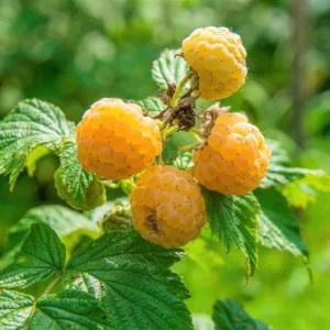 Anne Golden Raspberry Plant - Bare Root Dormant Root Stock - Golden Yellow - 1 Plant