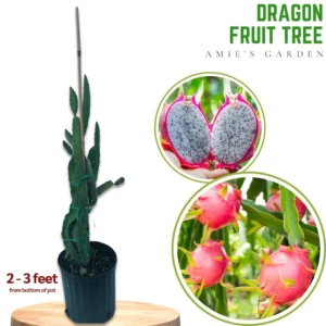 White Dragon Fruit Tree - 3 Gal Size - 2 to 3 feet - Not Ship CA