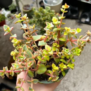 Calico Kitten Crassula Variegated Succulent Live Hanging Plant 2in Pot