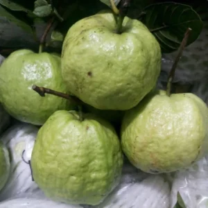 Queen Guava Plant - Sweet Guava Fruit Tree - 2 Feet Tall - 3 Gal Pot