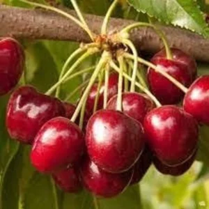 Royal Crimson Cherry Plant - 3-4 ft Grafted Fruit Tree 3 Gal Pot