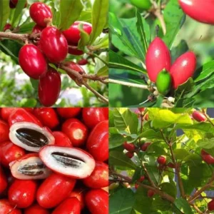 Miracle Berry Fruit Tree - 2 ft Tall Plant - Shipped in 3 Gal Pot