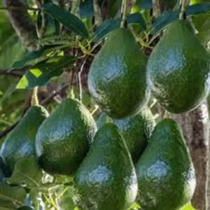 Avocado Tree Little Cado Grafted Fruit Tree - 1 Feet Tall 6