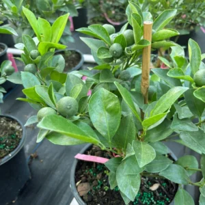 Calamondin Tree Bush 1 Gal Citrus Tree - Compact Home Garden Plant - Free Shipping - Not Ship CA