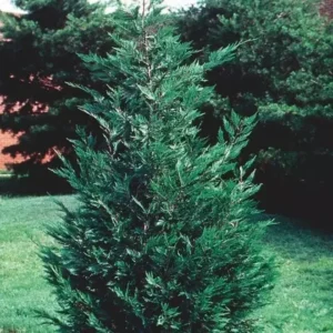 Leyland Cypress Tree - Live Evergreen Tree - 6-12 Inch Tall - Potted Plant