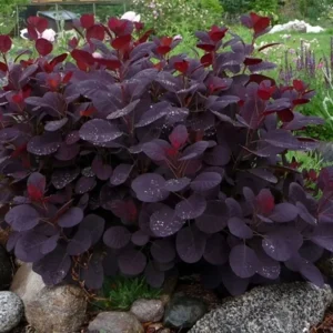 Purple Smoke Tree Plant - 6-12 Inch Tall in 4
