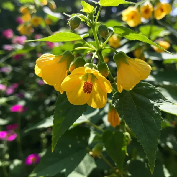 Abutilon Chiffon Live Plant Bell Hibiscus - 2ft Tall Flowering Maple in 6" Pot