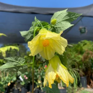Abutilon Chiffon Live Plant Bell Hibiscus - 2ft Tall Flowering Maple in 6" Pot