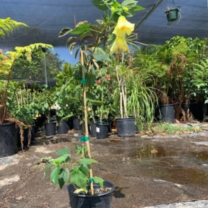 Abutilon Chiffon Live Plant Bell Hibiscus - 2ft Tall Flowering Maple in 6