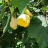 Abutilon Frieda Plant - Bell Hibiscus Flowering Maple - 1 ft Tall - 1 Gallon Pot