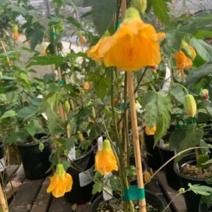 Abutilon Frieda Plant - Bell Hibiscus Flowering Maple - 1 ft Tall - 1 Gallon Pot