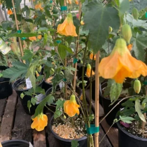 Abutilon Frieda Plant - Bell Hibiscus Flowering Maple - 1 ft Tall - 1 Gallon Pot