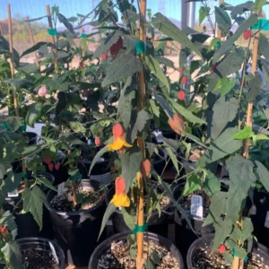 Abutilon Sunset Megapotamicum Hybrid Plant - Flowering Maple - 6 Inch Pot - Live Plant