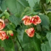 Abutilon Tiger Eye Plant - Live Bell Hibiscus Flowering Maple - 1 ft Tall