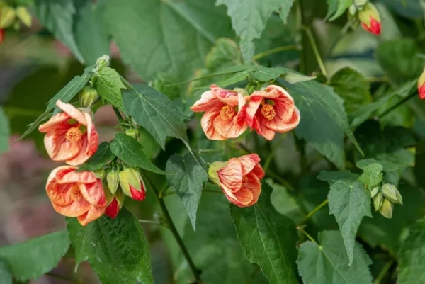 Abutilon Tiger Eye Plant - Live Bell Hibiscus Flowering Maple - 1 ft Tall