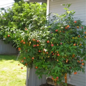 Abutilon Tiger Eye Plant - Live Bell Hibiscus Flowering Maple - 1 ft Tall