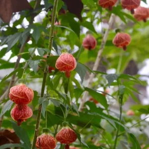 Abutilon Tiger Eye Plant - Live Bell Hibiscus Flowering Maple - 1 ft Tall