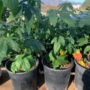 Abutilon Tiger Eye Plant - Live Bell Hibiscus Flowering Maple - 1 ft Tall