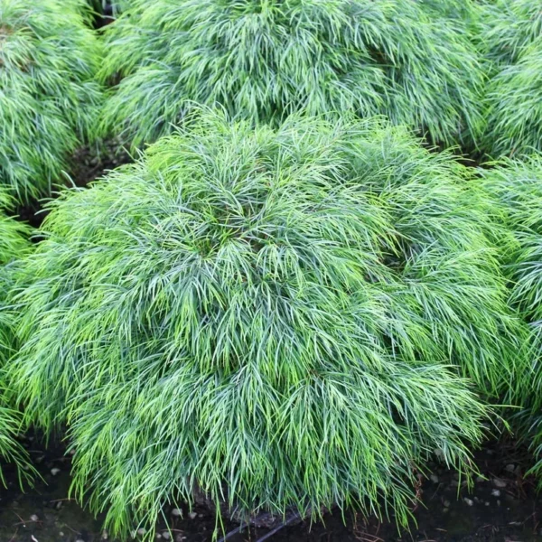 Acacia Cognata Plant - Little River Wattle - Starter Plant 6 inch Pot Evergreen