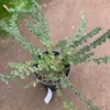 Acacia Cultriformis Mimosa Knife Plant - 1 Ft Tall Live Plant in Gallon Pot