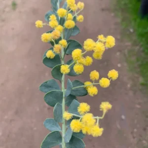 Acacia Cultriformis Mimosa Knife Plant - 1 Ft Tall Live Plant in Gallon Pot