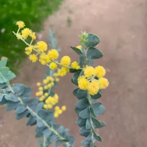 Acacia Cultriformis Mimosa Knife Plant - 1 Ft Tall Live Plant in Gallon Pot