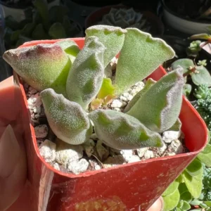 Adromischus Cristatus Key Lime Pie - Crinkle Leaf Plant - 2